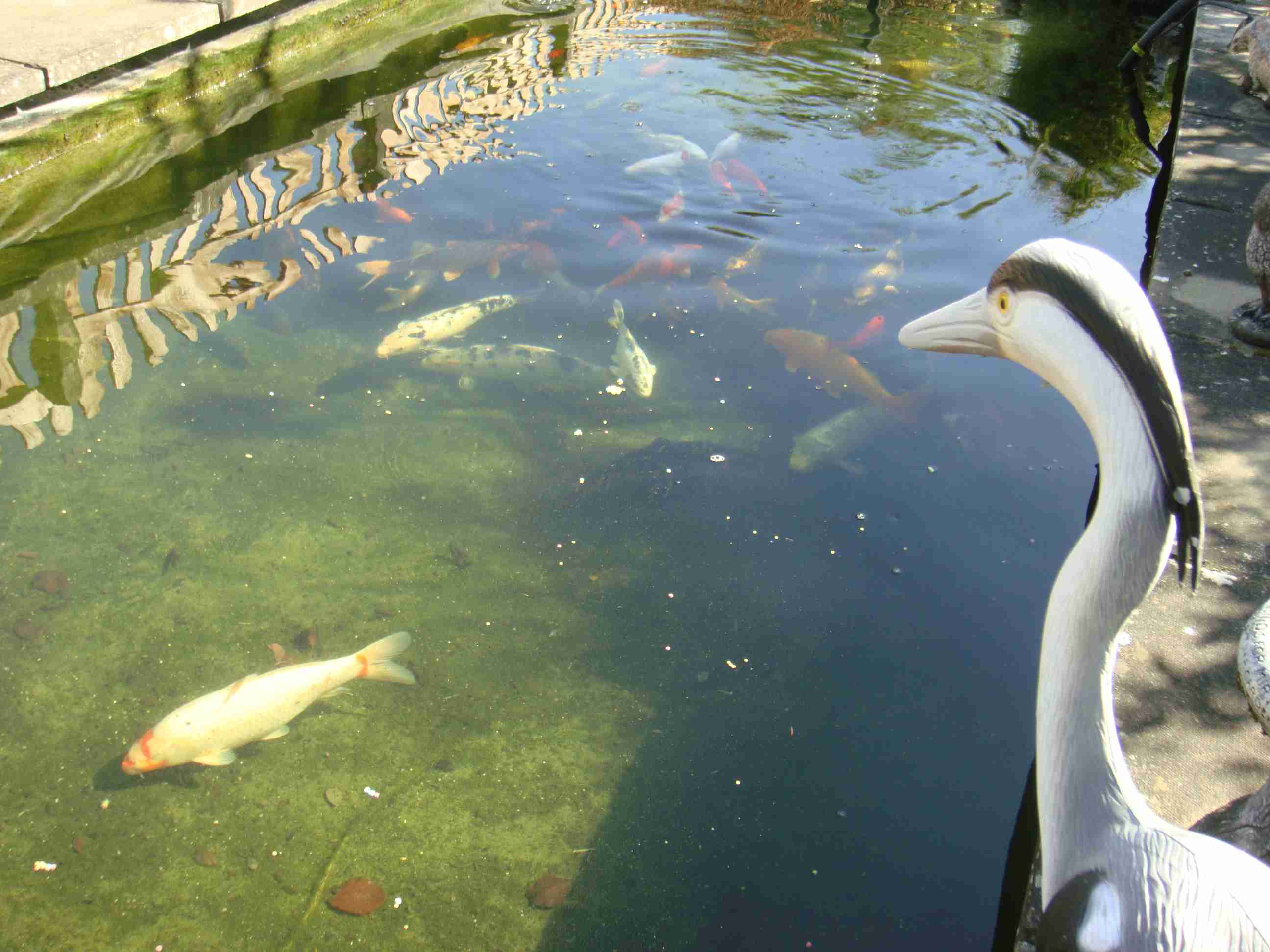 Building a Pond Tips